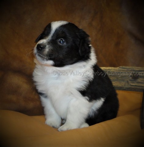 Miniature Australian Shepherd Breeder 25413