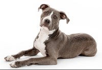 American Pit Bull Terrier thumbnail