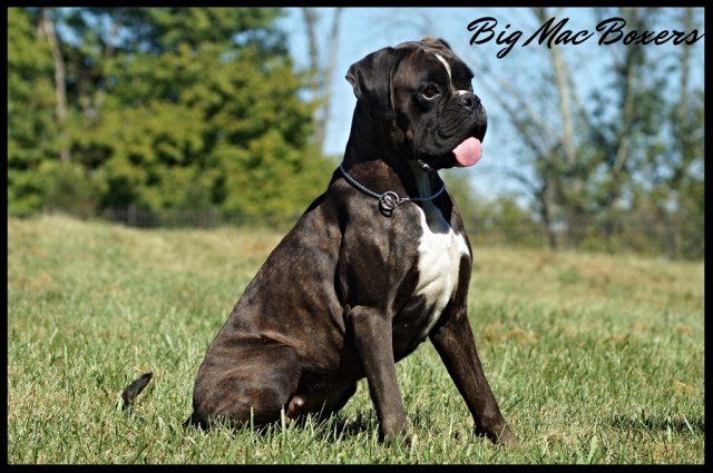 Boxer Breeder 12576