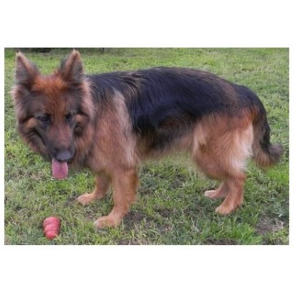 German Shepherd Dog Breeder 23613