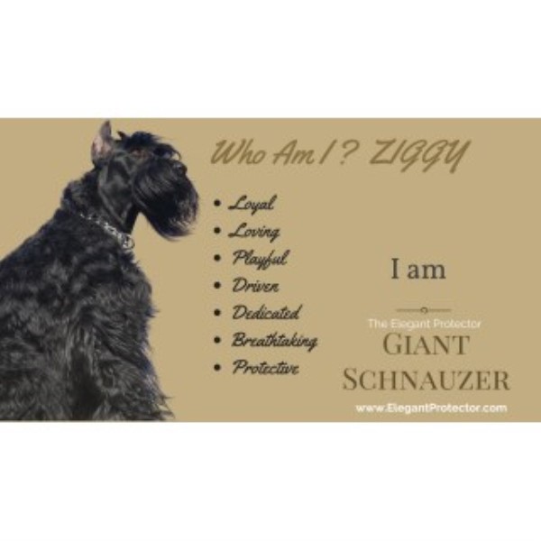 Giant Schnauzer Breeder 23790