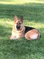 robert krupa - German Shepherd Dog Stud