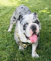 Cristina Guerrero - English Bulldog Stud