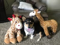 Paizley Guthrie - Pembroke Welsh Corgi Stud