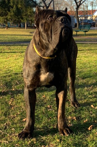 Cane Corso Stud 27830