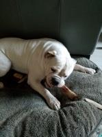 Cammi Crawford - American Bulldog Stud