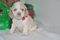 Foglesong Spring Creek Kennels Cockapoo breeder