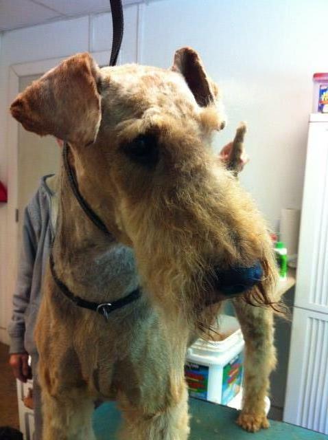 Airedale Terrier Breeder 16353