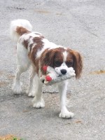Betty Busha - Cavalier King Charles Spaniel Stud