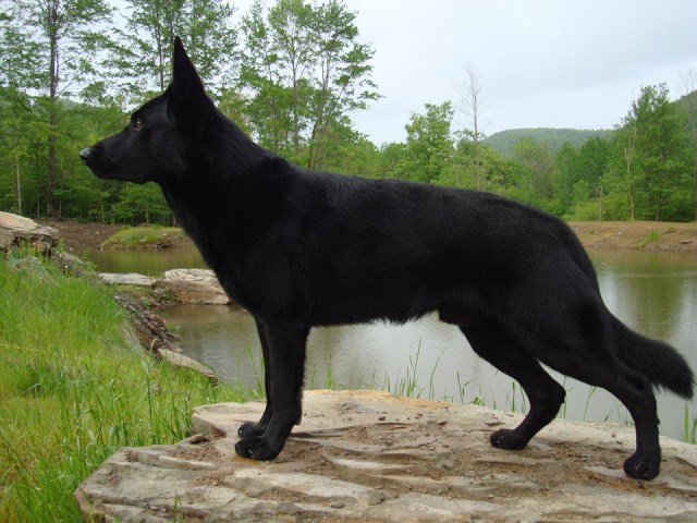 VonGontaHaus, German Shepherd Dog Breeder in Jersey City ...