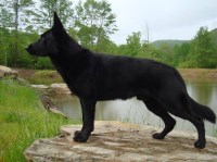 VonGontaHaus German Shepherd Dog breeder