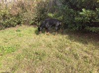 Mr T - Doberman Pinscher Stud