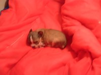 Catherine Mitchell Chihuahua breeder