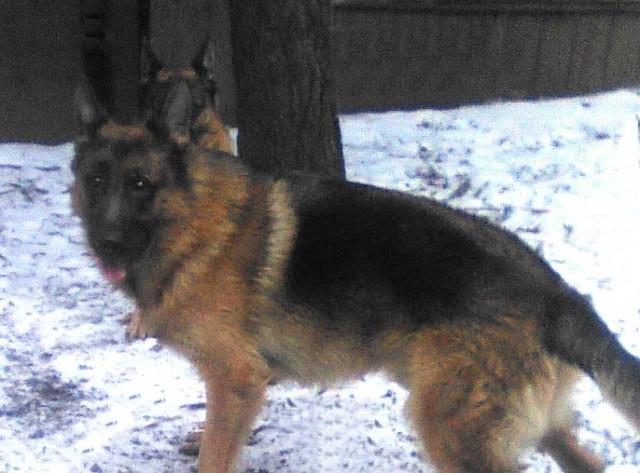 German Shepherd Dog Stud 27878