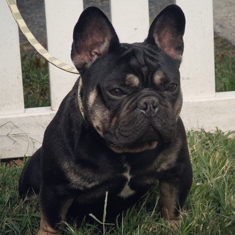 French Bulldog Stud 29713