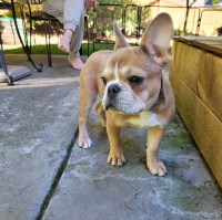 Duane Duncan - French Bulldog Stud