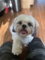 Allie Black - Shih Tzu Stud