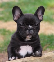 Eagertrieve Kennels Perm Reg French Bulldog breeder