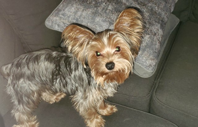 Yorkshire Terrier Stud 29524