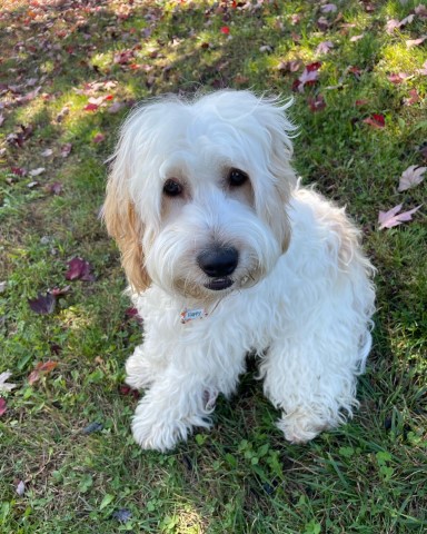 Cockapoo Stud 30723