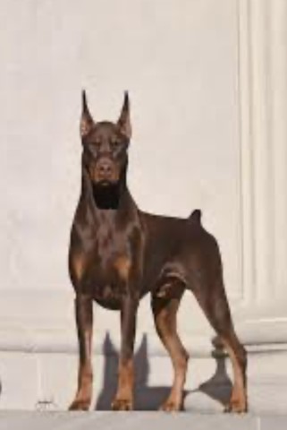Joseph’s Doberman