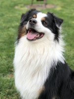 Taylor Doyle - Australian Shepherd Dog Stud
