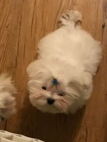 Susan's Tiny Paws Maltese breeder