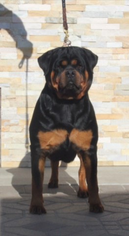 Rottweiler Breeder 26340