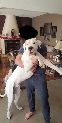 Dogo Argentino Stud 30058