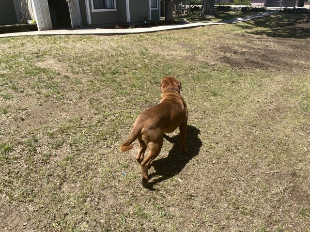 Dogue De Bordeaux Stud 28117