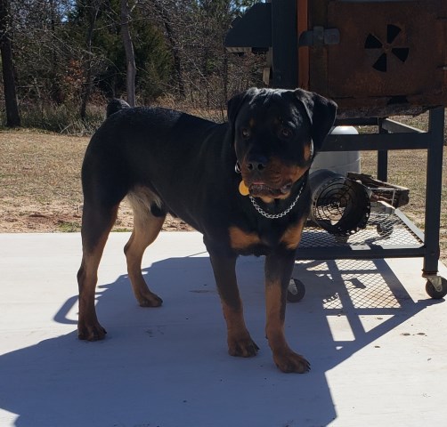 Rottweiler Stud 26761