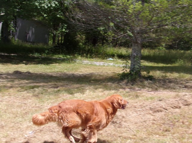 Golden Retriever Breeder 31984