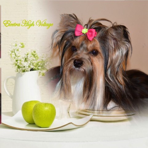 Yorkshire Terrier Breeder 25943