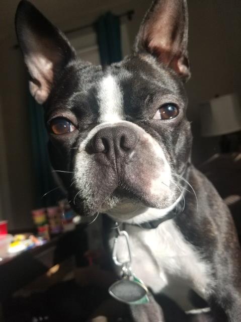 Boston Terrier Stud 28898