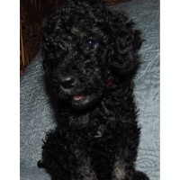 Auntie Dee's Doodles Labradoodle breeder