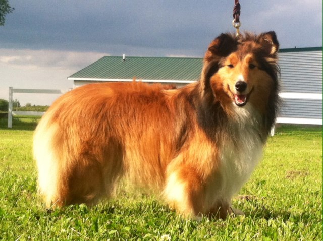 Shetland Sheepdog Breeder 26103