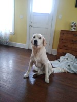 Bonnie Winner - Golden Retriever Stud