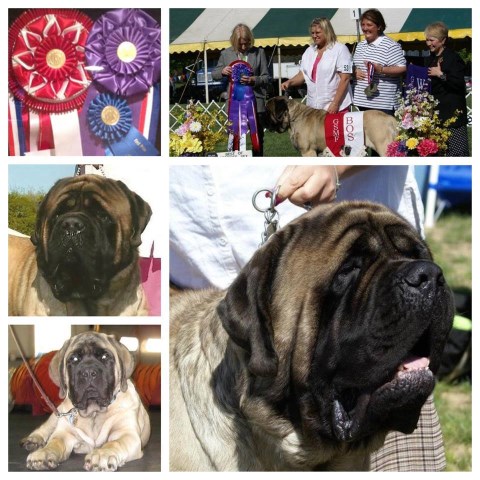 Mastiff Breeder 12027