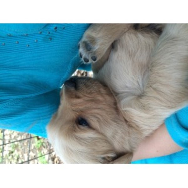 Golden Retriever Breeder 22575