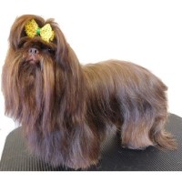 shih tzu puppies for sale in abbotsford bc search locally for shih tzu studs nearest you freedoglistings page 1 shih tzu puppies for sale in abbotsford bc search locally for shih tzu studs nearest you freedoglistings page 1