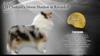 Rivendell Collie breeder