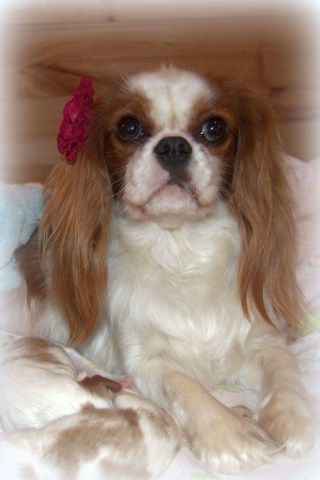 Painted Blessing's AKC Cavaliers LLC