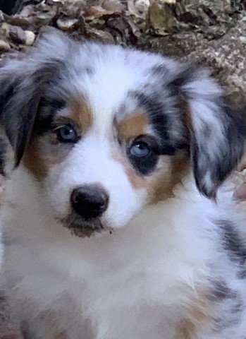 Bisbee Mini Aussies