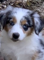 Bisbee Mini Aussies Miniature Australian Shepherd breeder