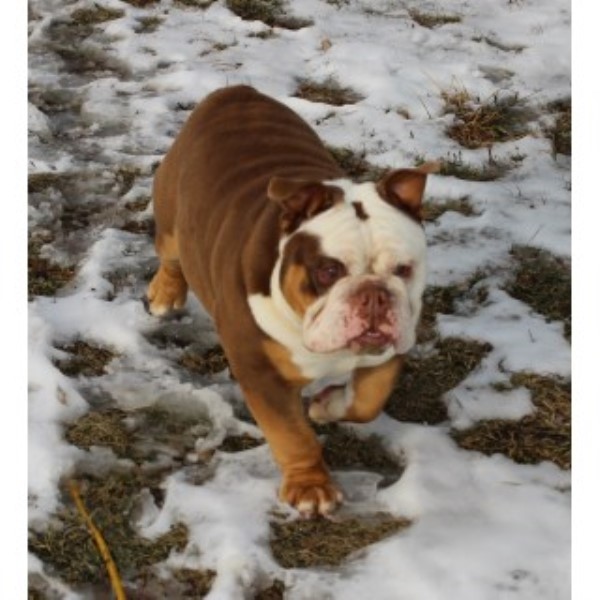 Jerry Cameron, English Bulldog Stud in Toledo, Ohio