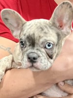 LAURA Reeve - French Bulldog Stud