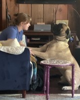 Nancy Hotz - Bullmastiff Stud