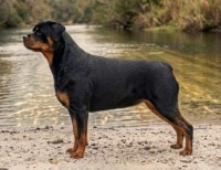 Last Breeder Listed