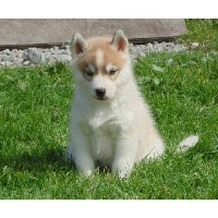 Siberians of Ravenwood Siberian Husky breeder