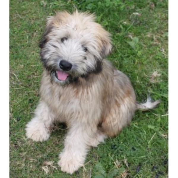 Soft Coated Wheaten Terrier Rescue Florida Goldenacresdogs Com
